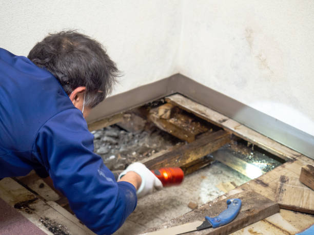 Best Mold Removal Company Near Me  in Manville, NJ