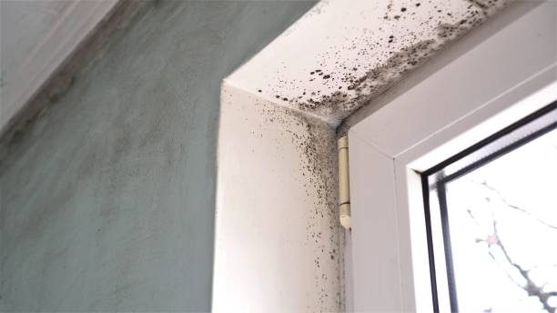 Best Mold Damage Repair  in Manville, NJ
