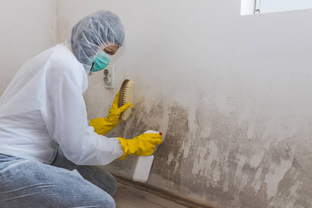 Best Best Mold Removal Companies  in Manville, NJ