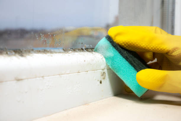 Best Professional Mold Removal  in Manville, NJ