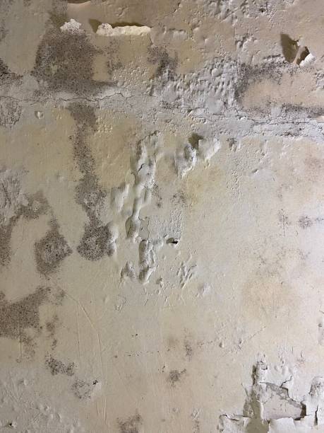 Best Mold Damage Repair  in Manville, NJ