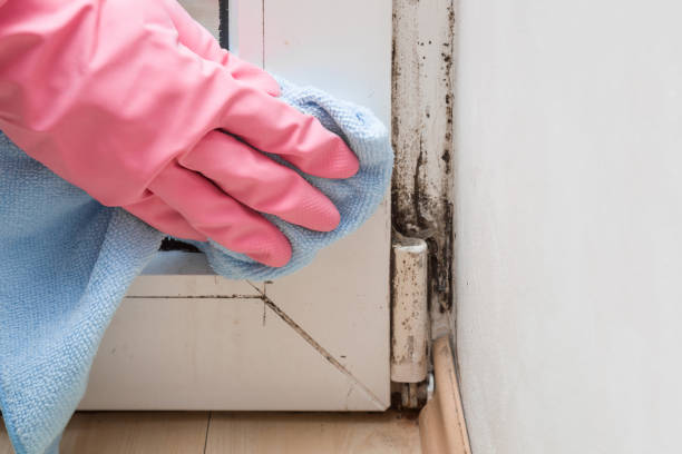 Best Best Mold Removal Companies  in Manville, NJ