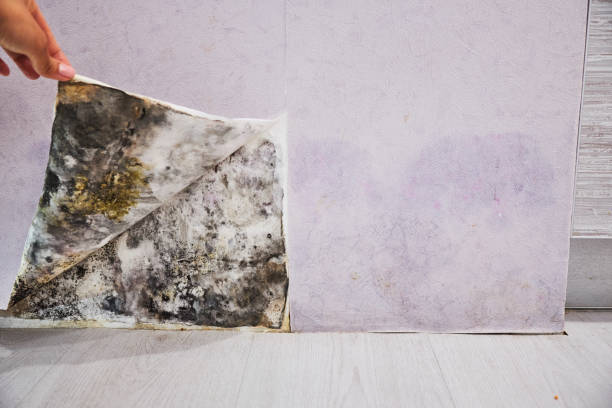 Best Same-Day Mold Removal  in Manville, NJ